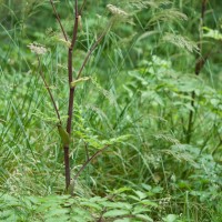 Angelica, Wild Angelica